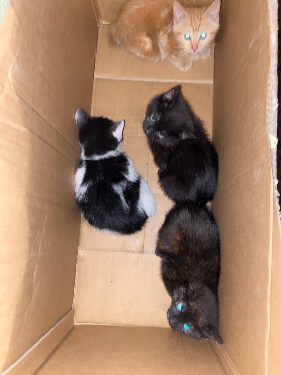4 Kittens - Image 3