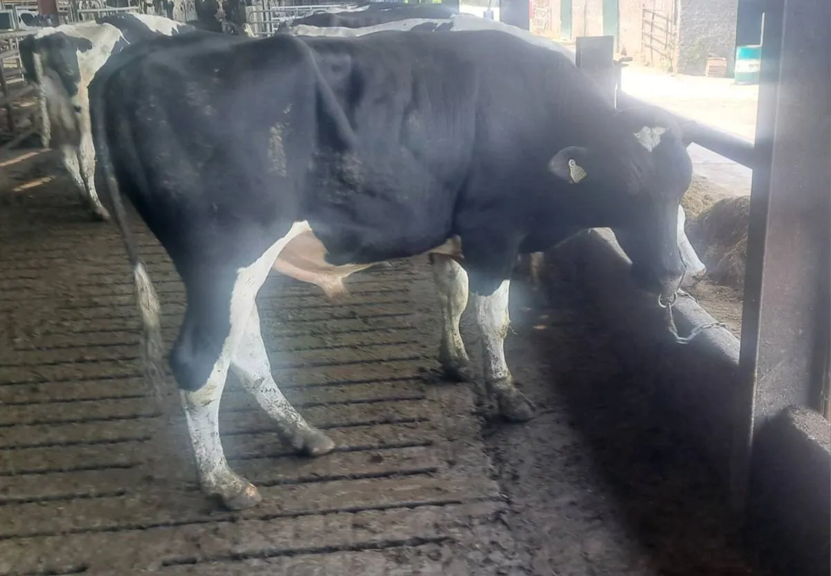 MATURE PEDIGREE BULLS - Image 2