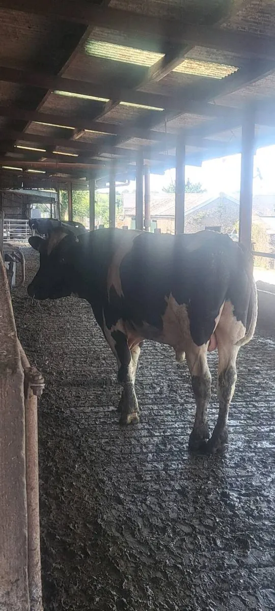 MATURE PEDIGREE BULLS - Image 1
