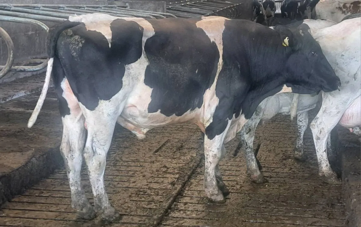 MATURE PEDIGREE BULLS - Image 3