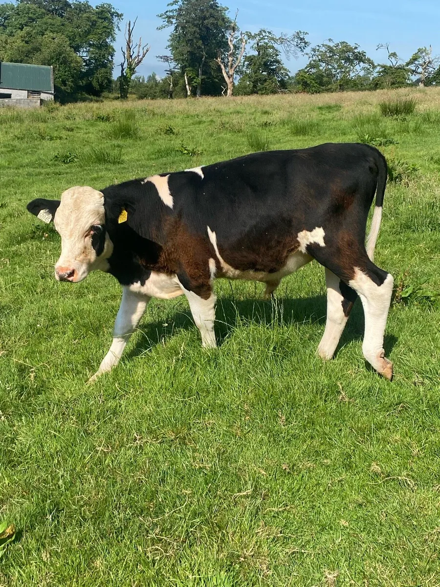 3 herford bullocks . - Image 1