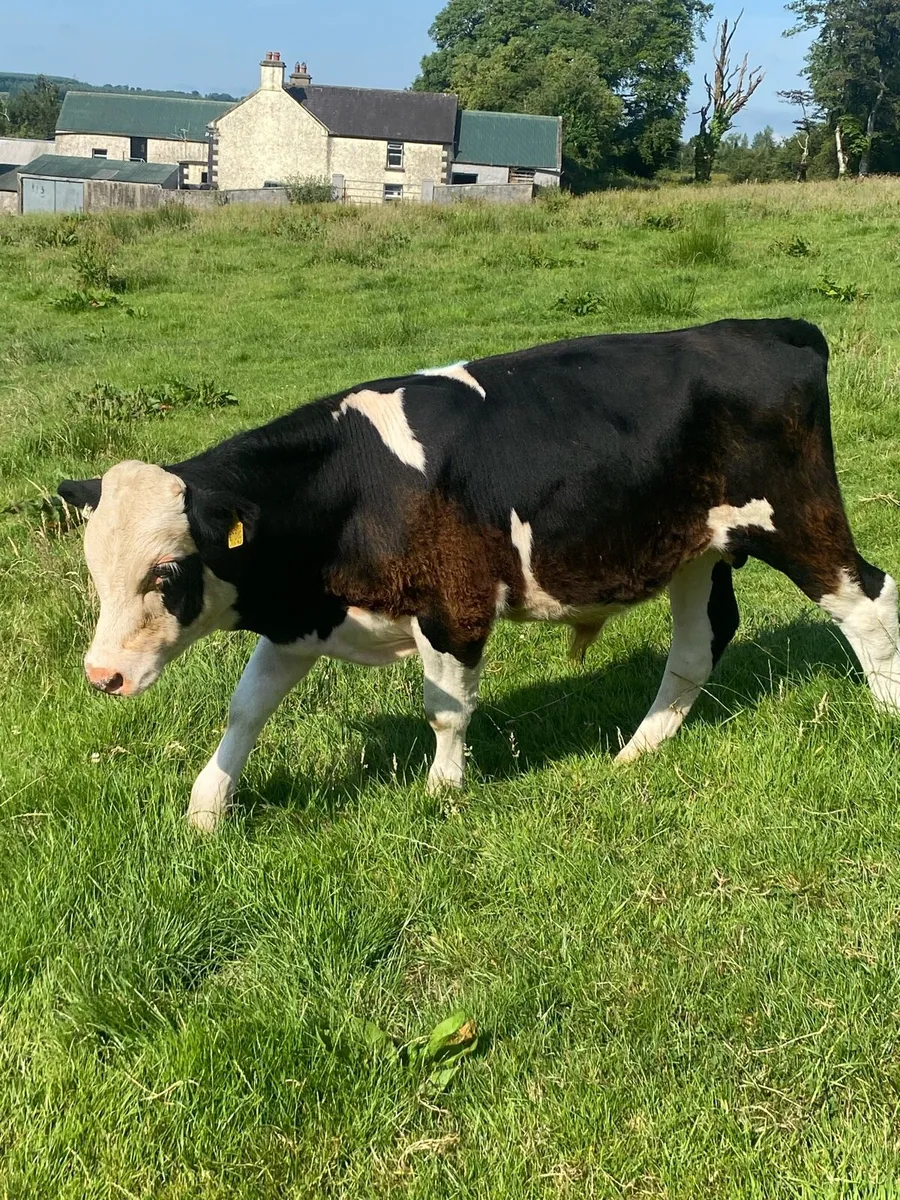 3 herford bullocks . - Image 2