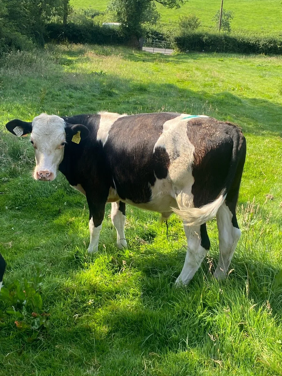 3 herford bullocks . - Image 4