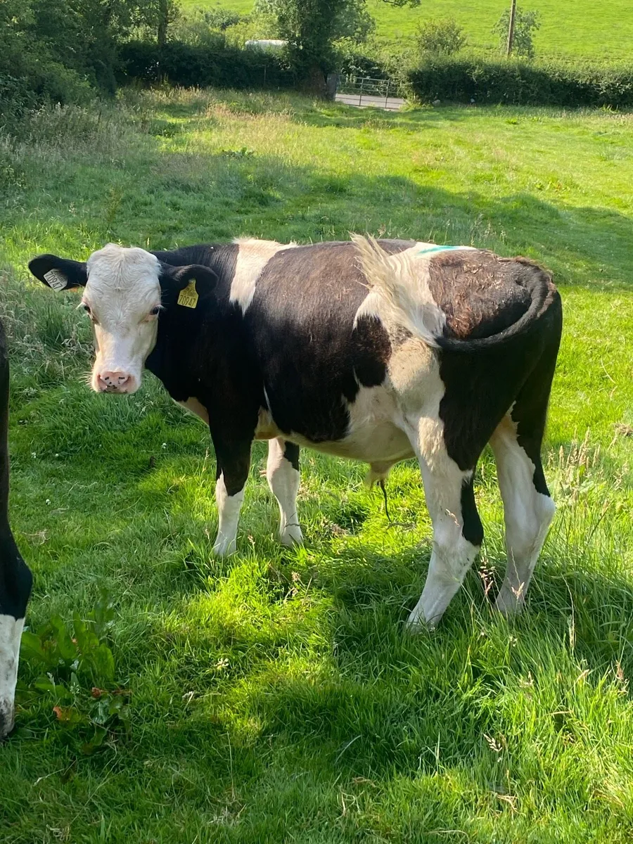 3 herford bullocks . - Image 3