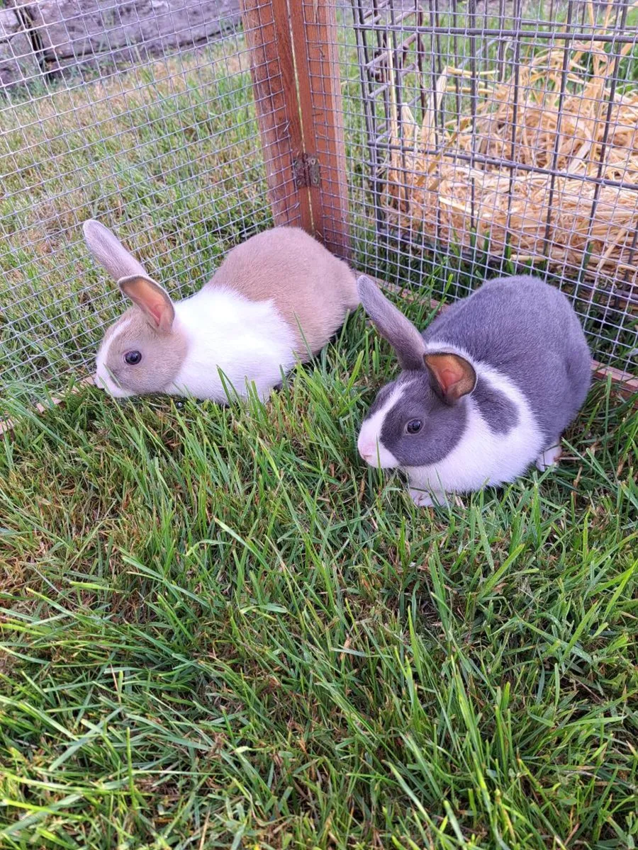 Pure Dutch Rabbits - Image 2