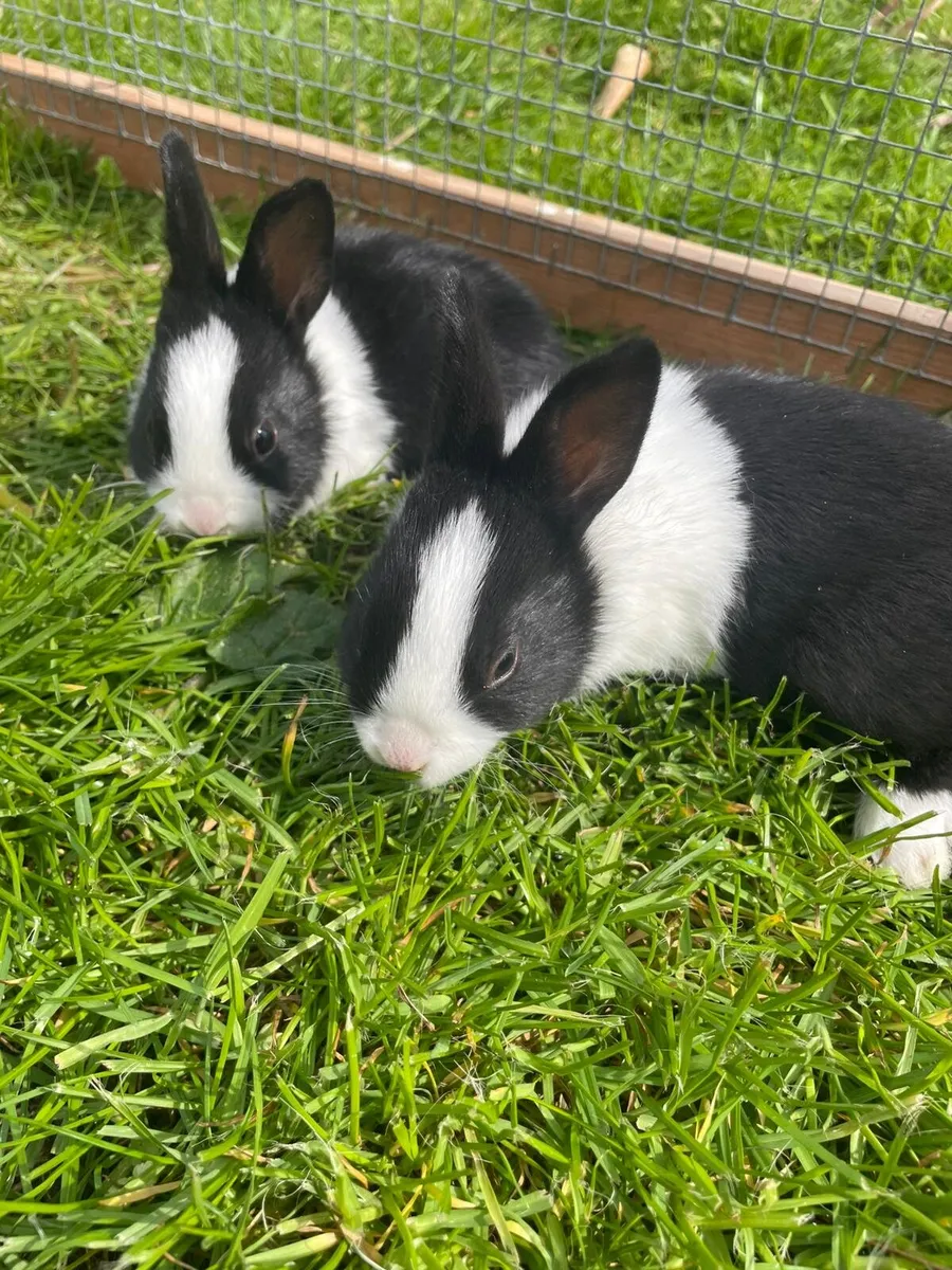 Pure Dutch Rabbits - Image 3