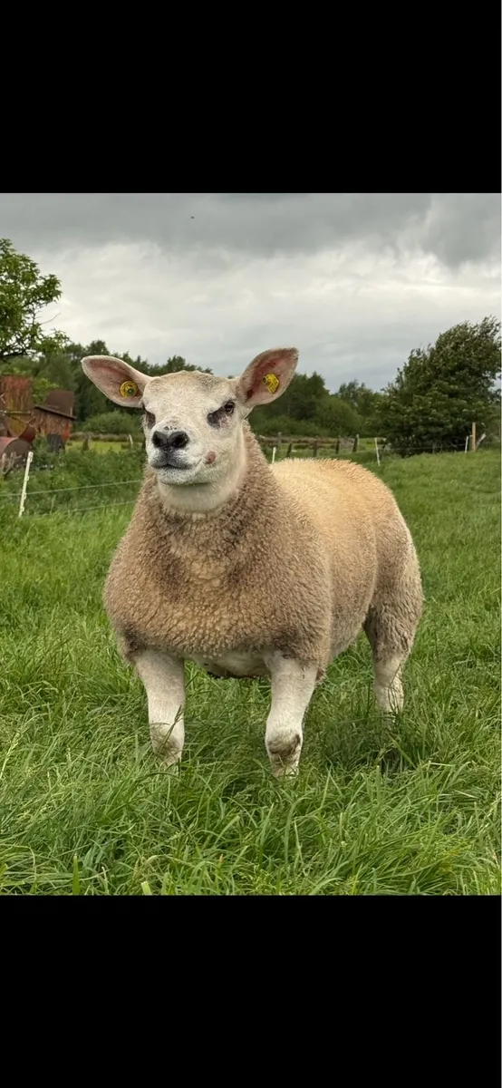 Texel Ram Lambs - Image 1