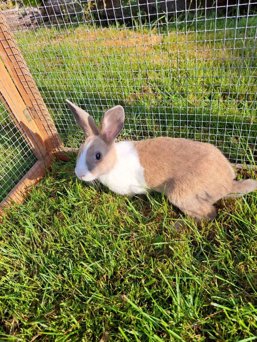 Pure Dutch Rabbits - Image 1