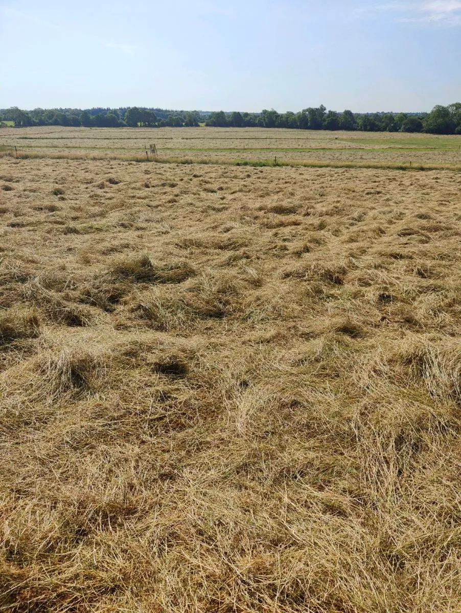 Top quality hay - Image 3