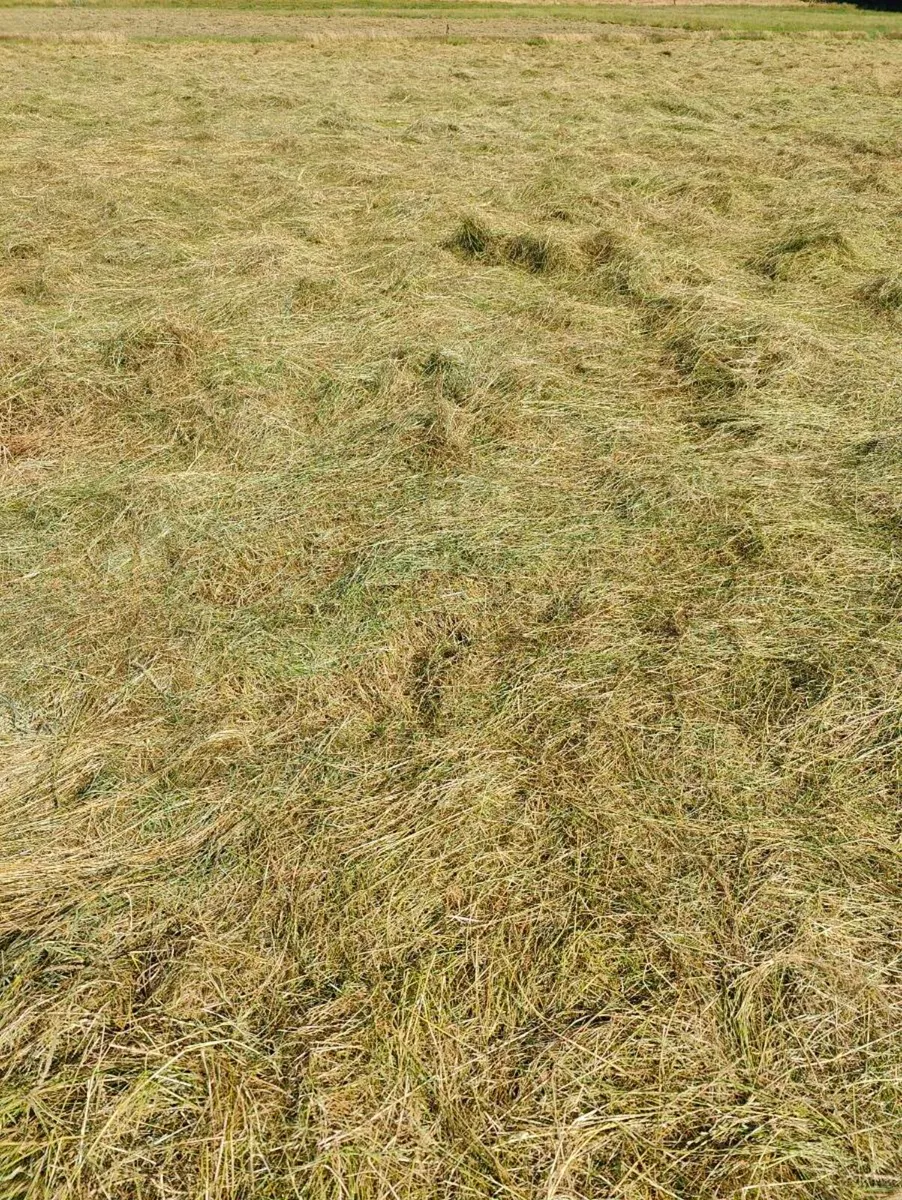 Top quality hay - Image 1