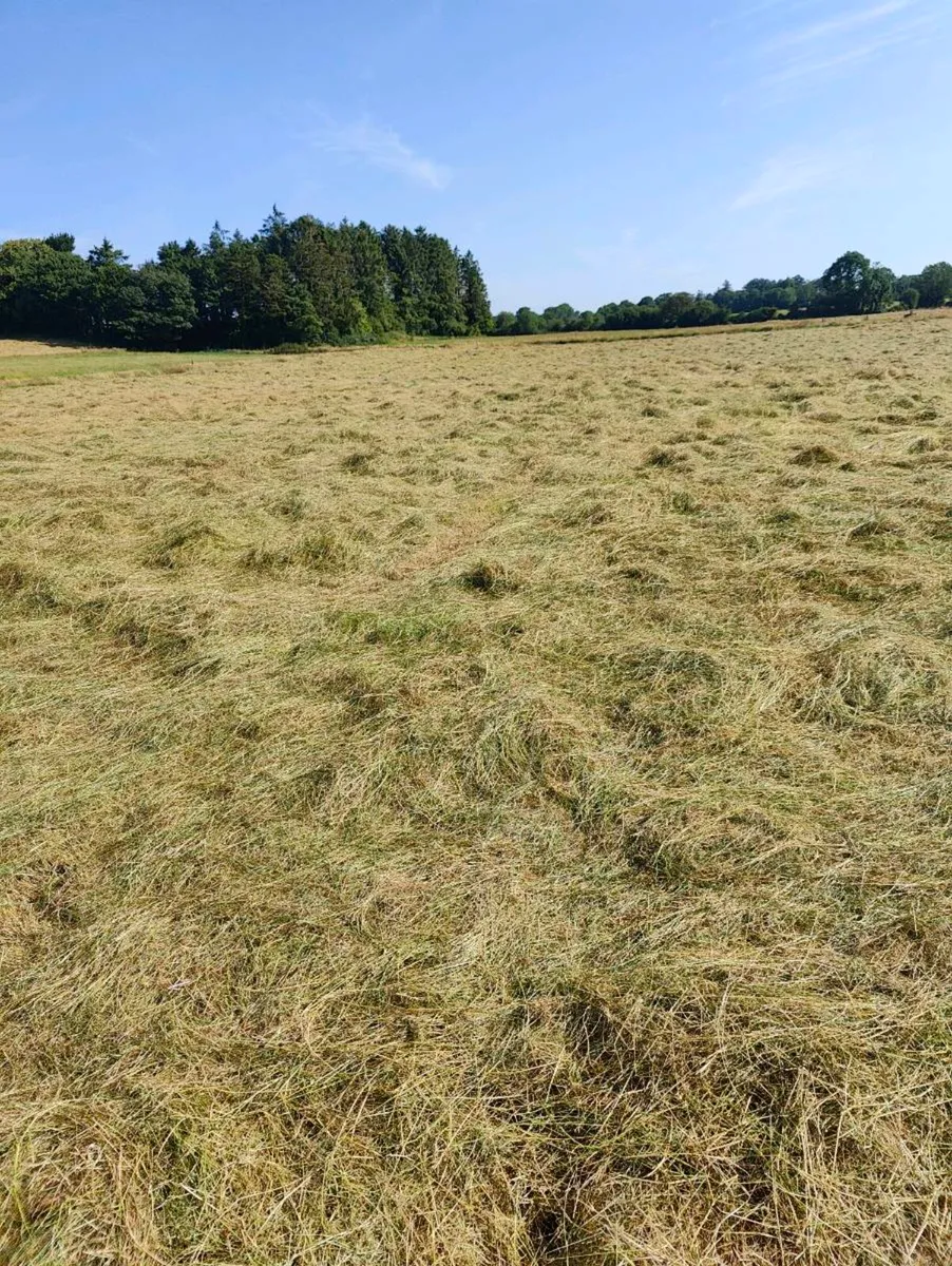 Top quality hay - Image 2