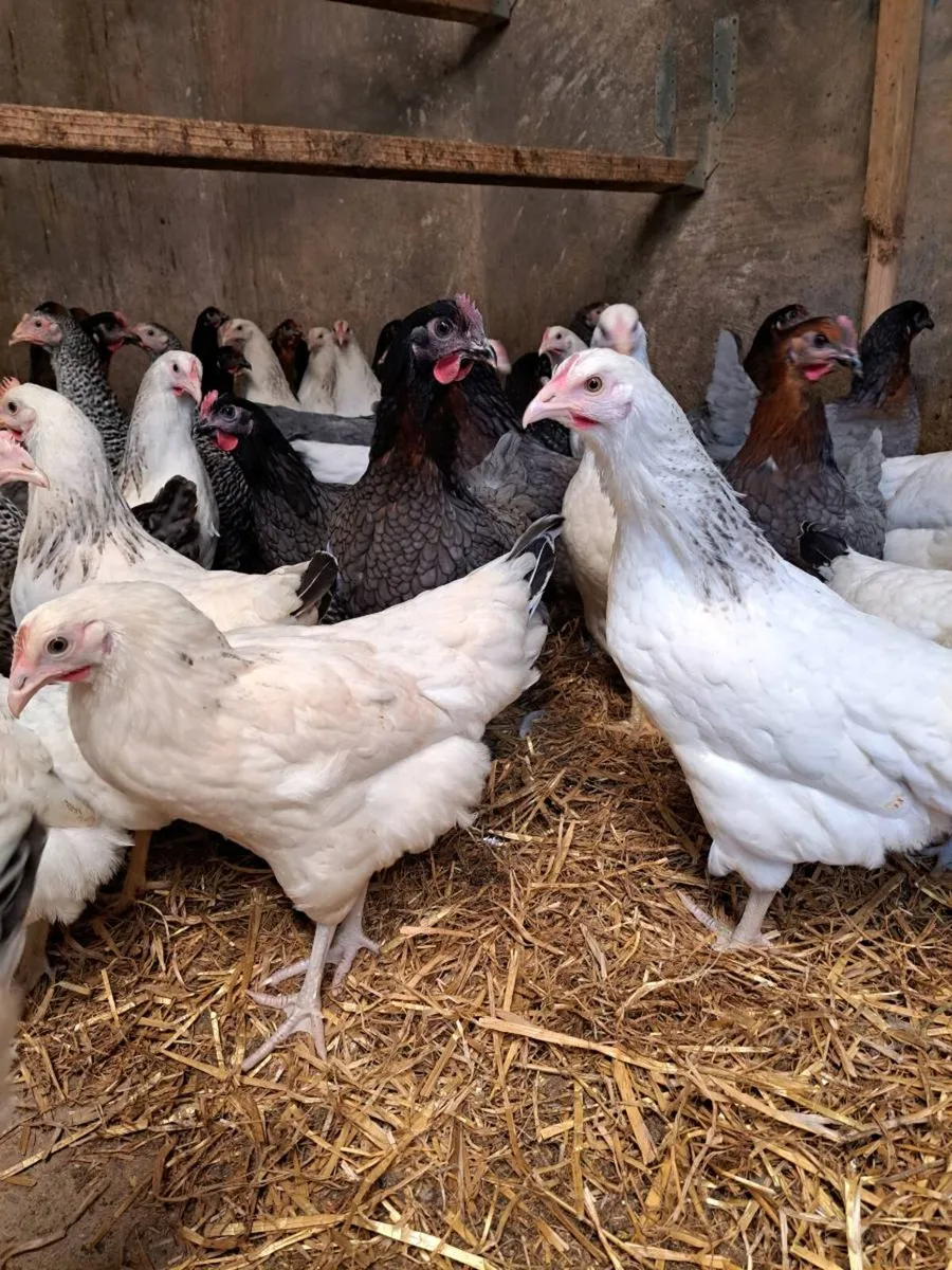 Hybrid Pullets & Hertiage breeds available - Image 2