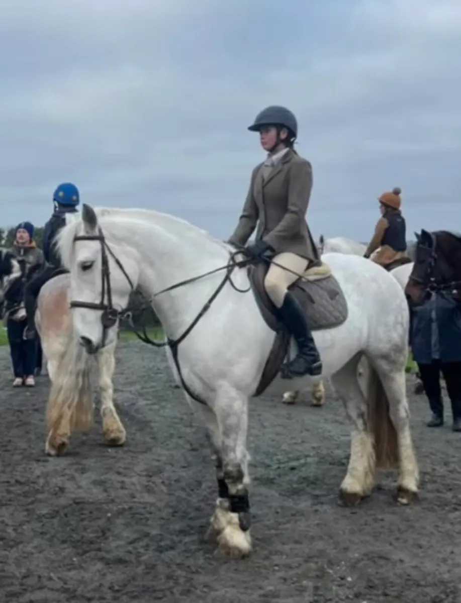 🌸ROSIE🌸connemaraxdraft horse - Image 1