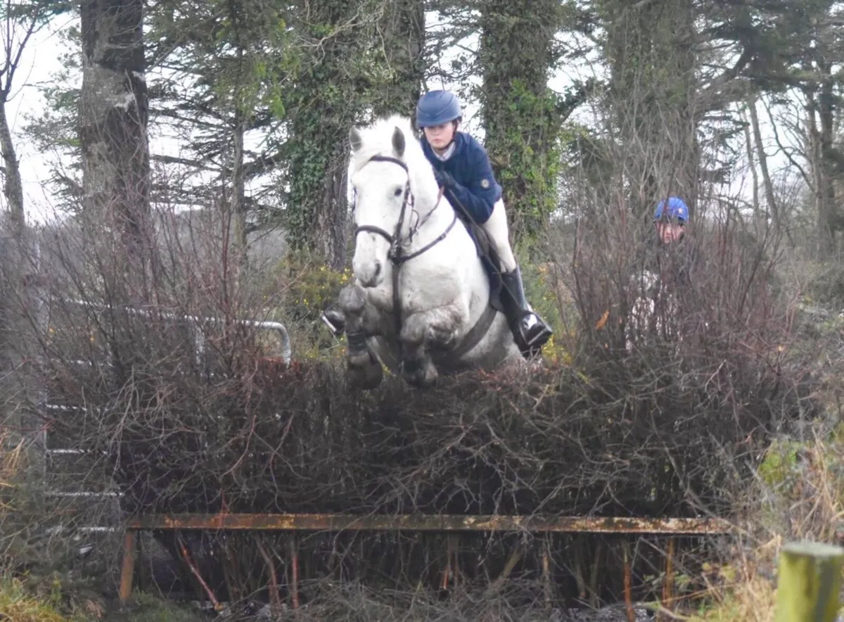 🌸ROSIE🌸connemaraxdraft horse - Image 2