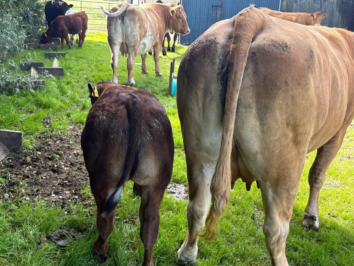 Cows with calves at foot - Image 1