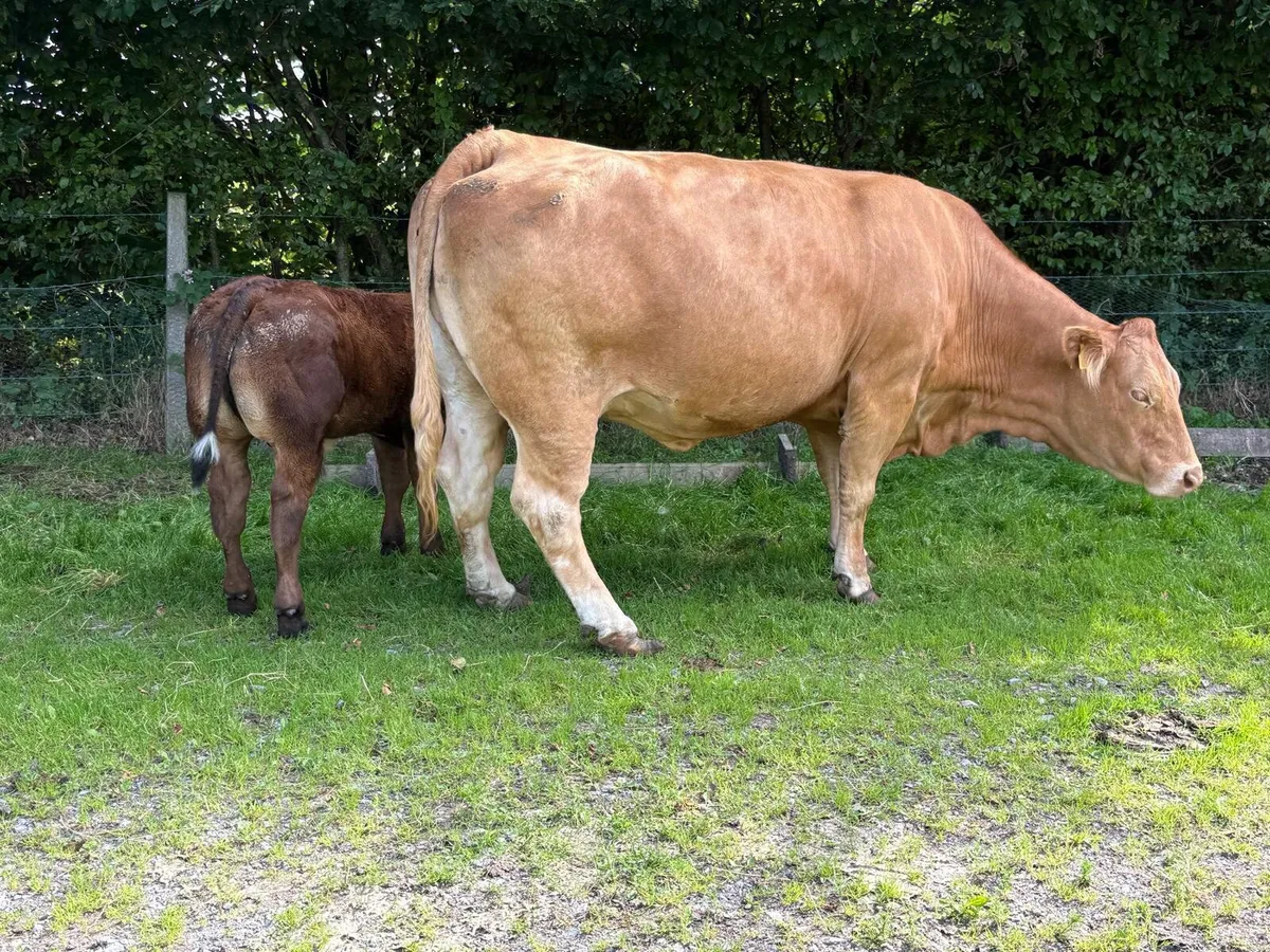 Cows with calves at foot - Image 2