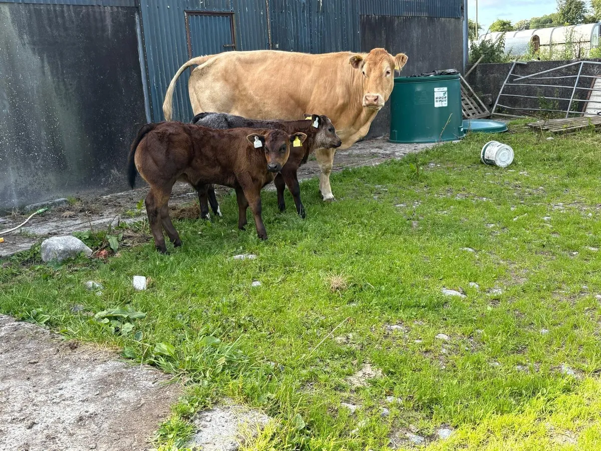 Cows with calves at foot - Image 3