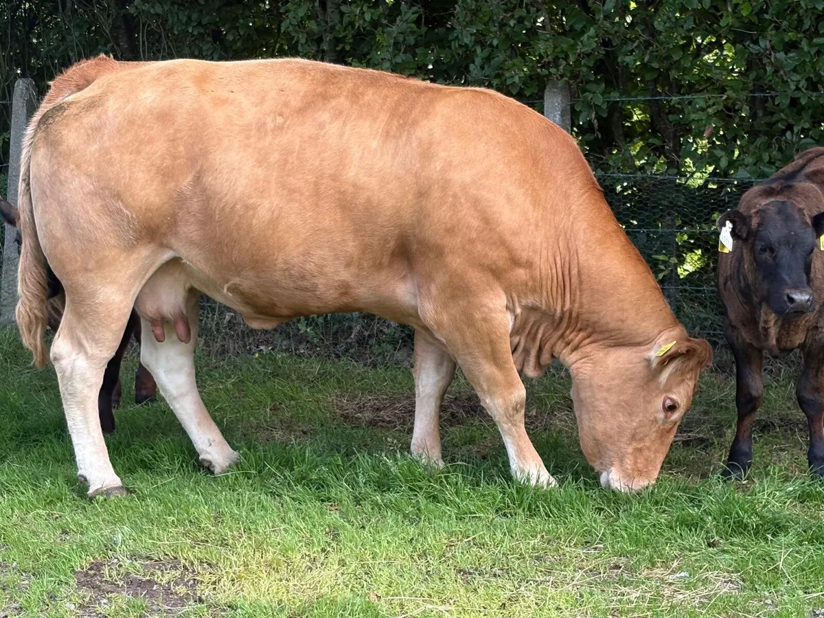 Cows with calves at foot - Image 4