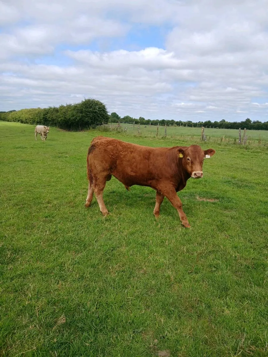 9 Limousin,charolais and Belgian blue bulls - Image 2