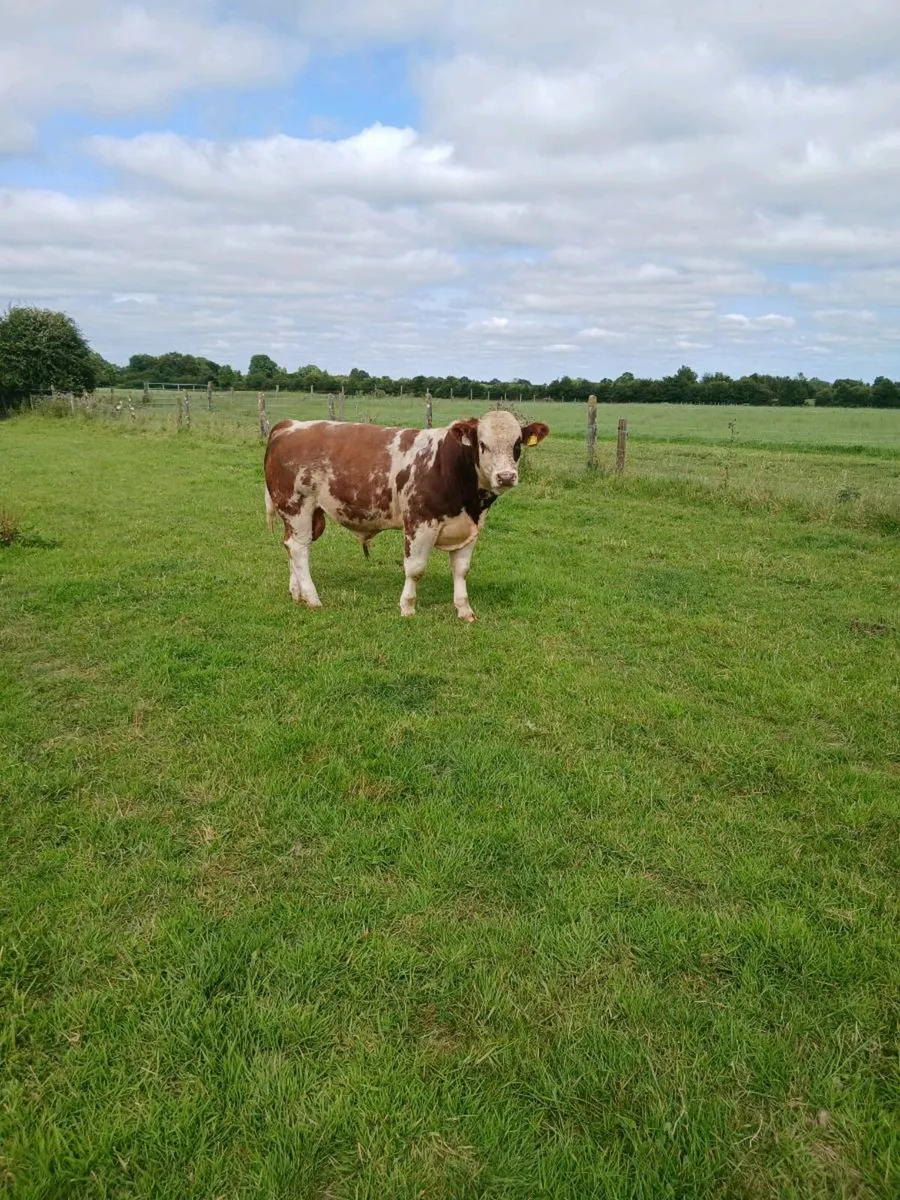 9 Limousin,charolais and Belgian blue bulls - Image 3