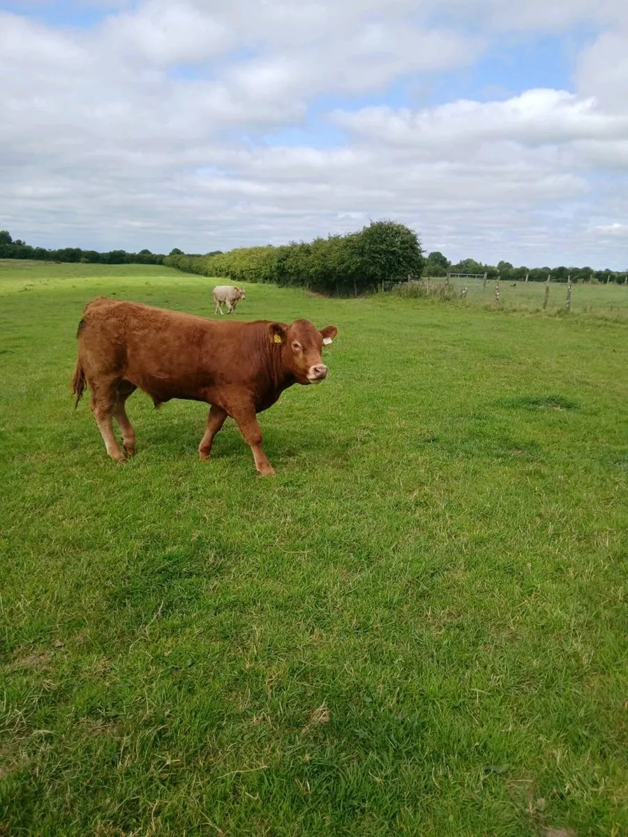 9 Limousin,charolais and Belgian blue bulls - Image 4