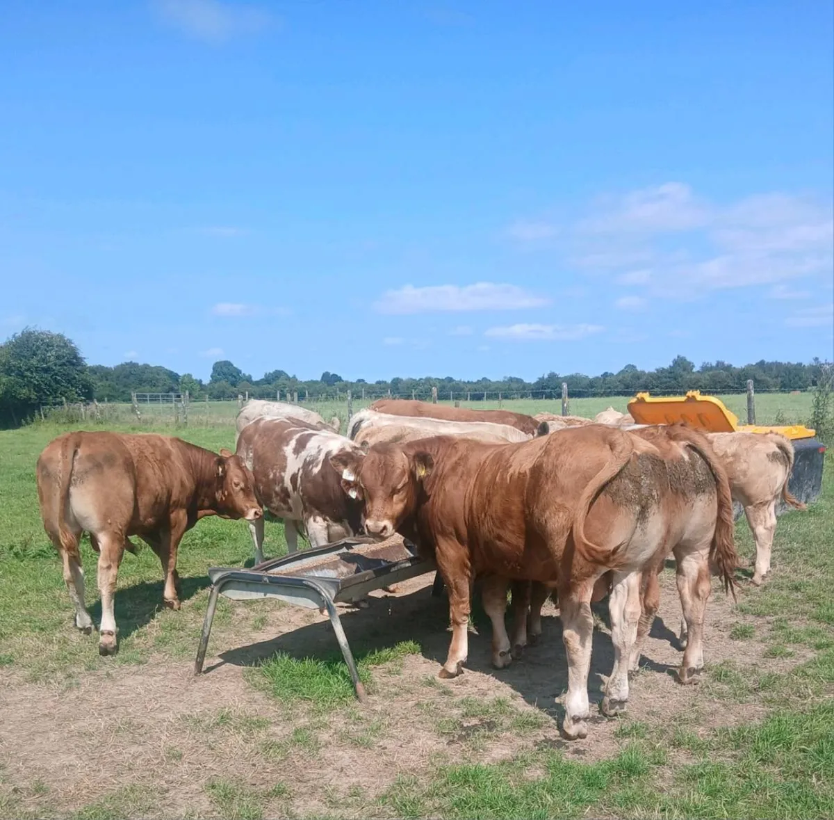 9 Limousin,charolais and Belgian blue bulls - Image 1
