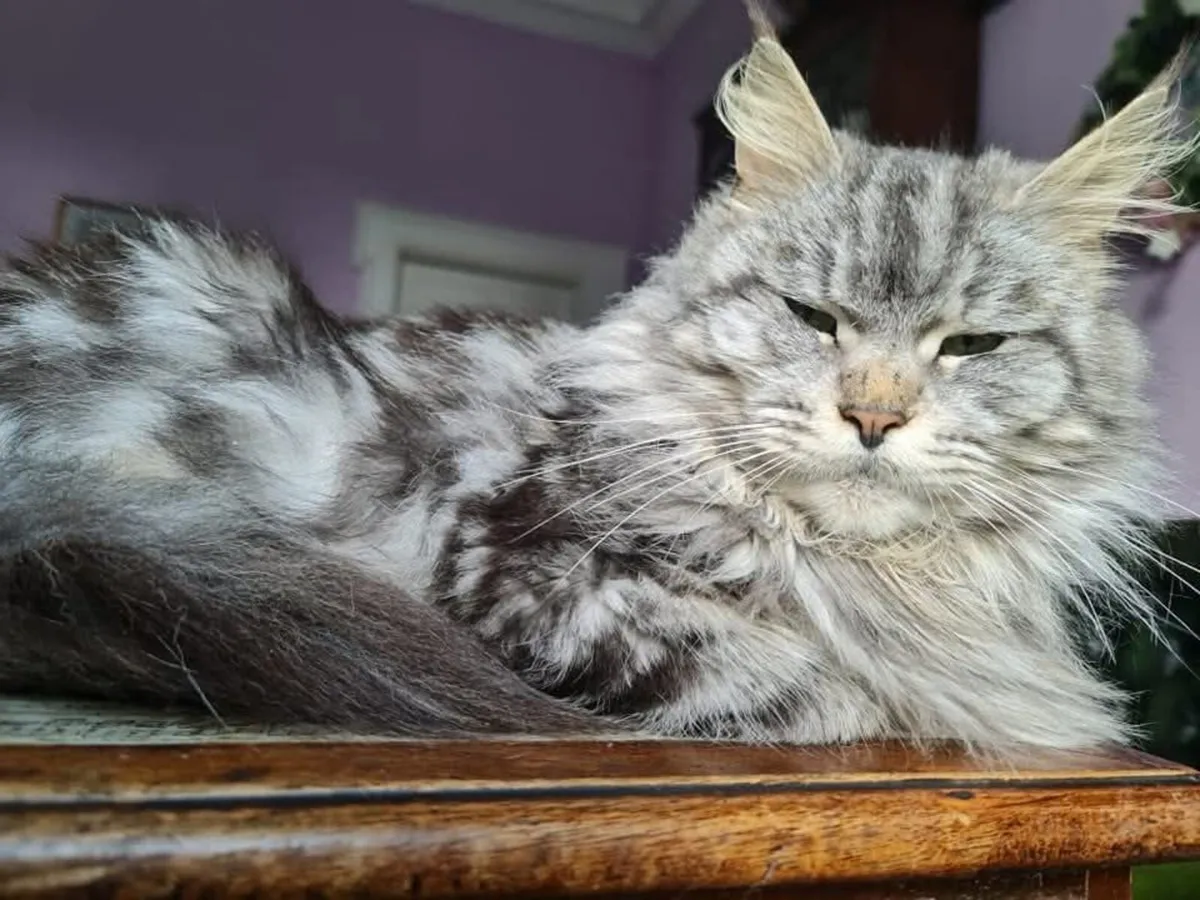 Maine Coon cross kittens - Image 2
