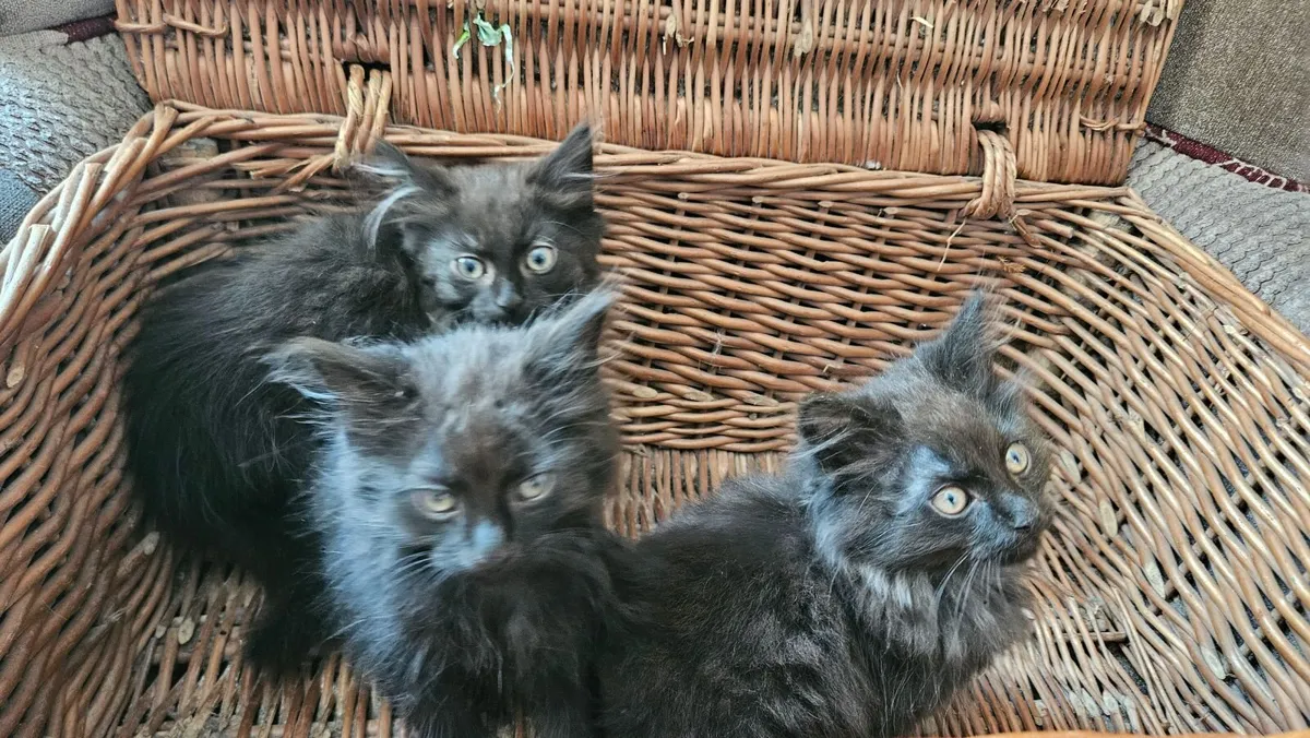 Maine Coon cross kittens - Image 3