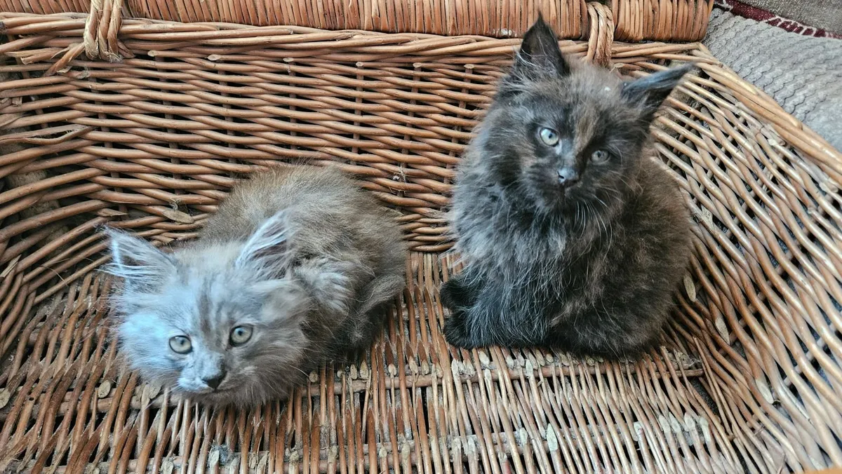 Maine Coon cross kittens - Image 4