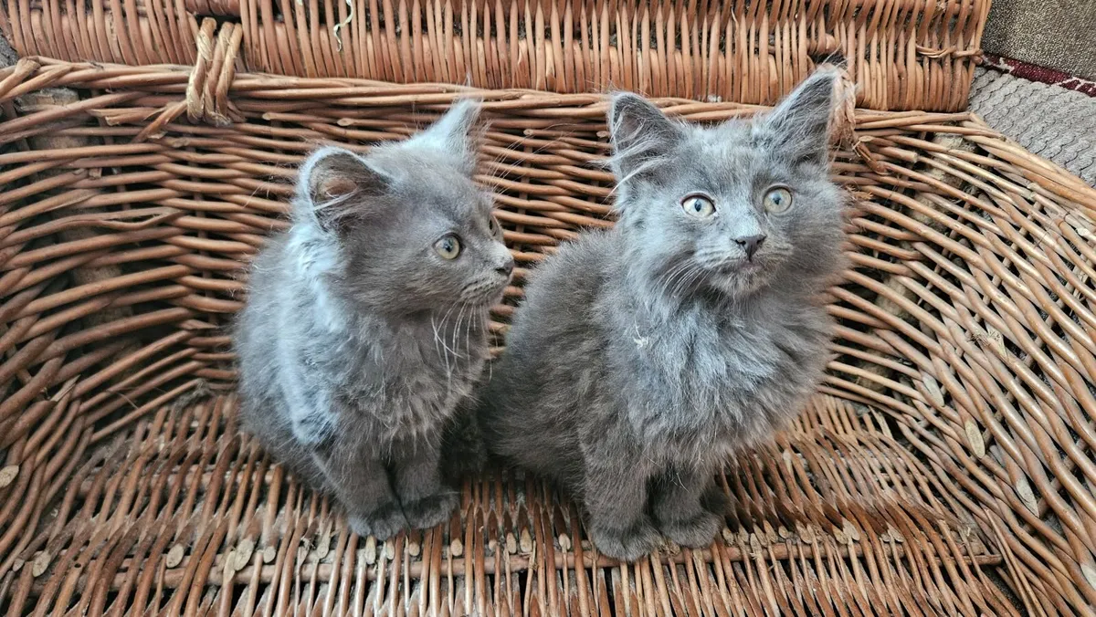 Maine Coon cross kittens - Image 1