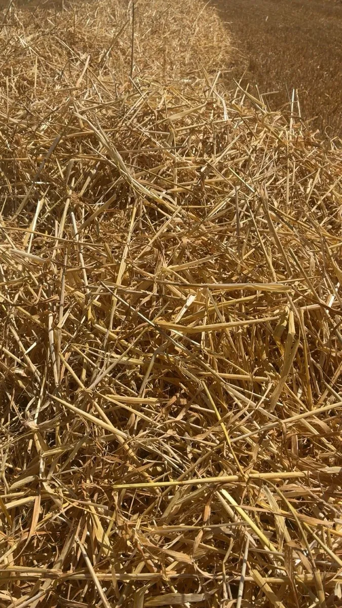 Barley straw wheaten straw - Image 2