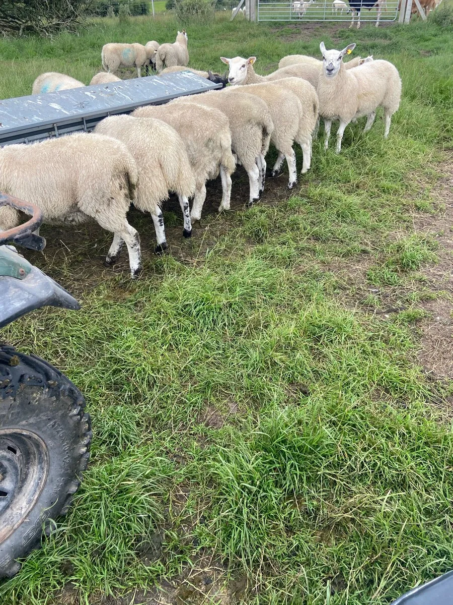 Texel Ewe lambs - Image 4