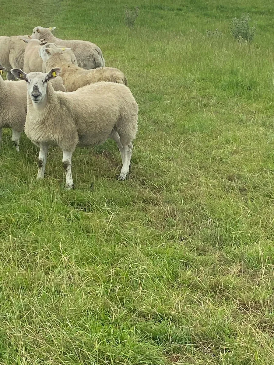 Texel Ewe lambs - Image 1