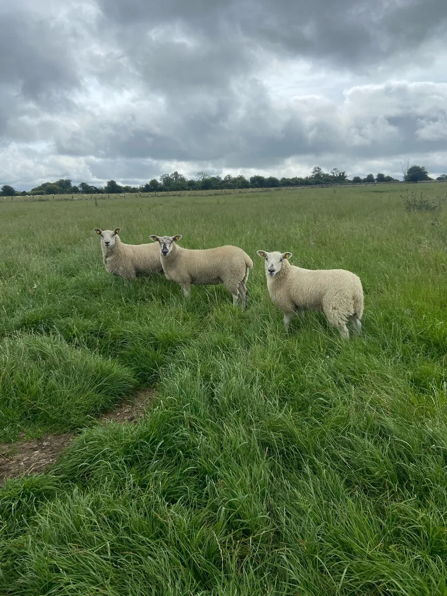 Texel Ewe lambs - Image 2