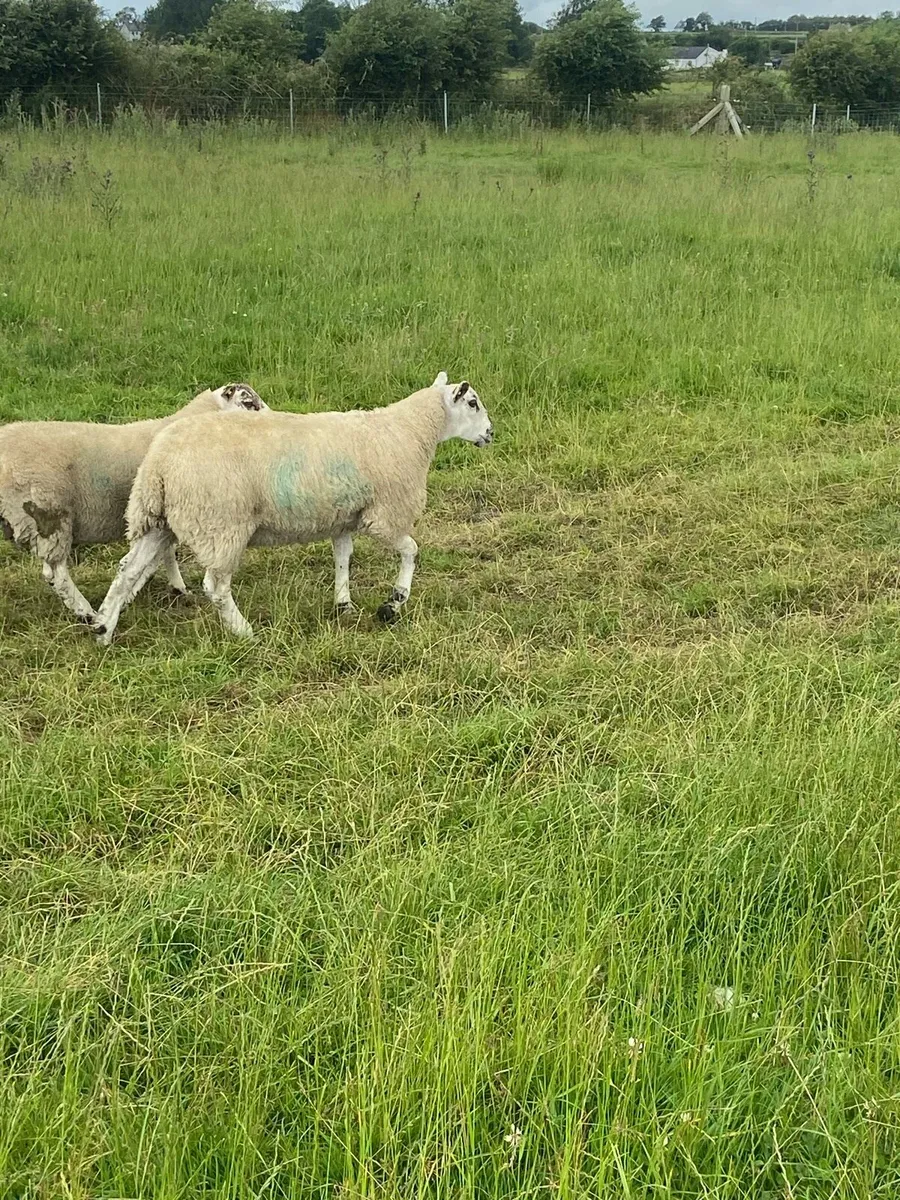 Texel Ewe lambs - Image 3