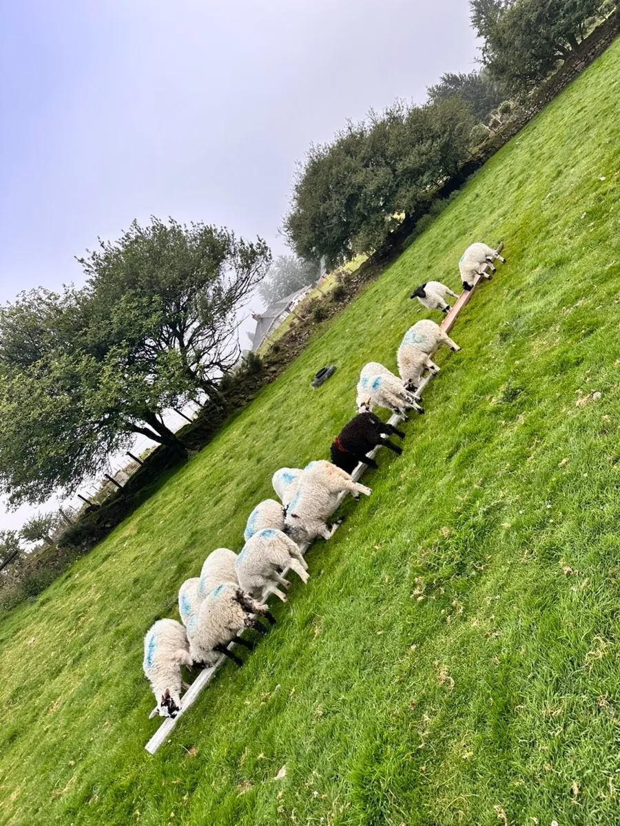 Pet lambs - Image 2