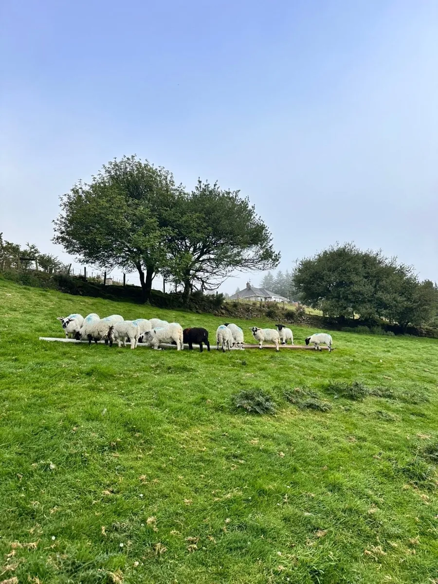 Pet lambs - Image 3