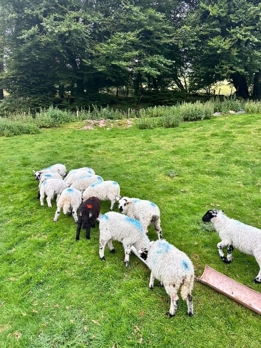 Pet lambs - Image 4