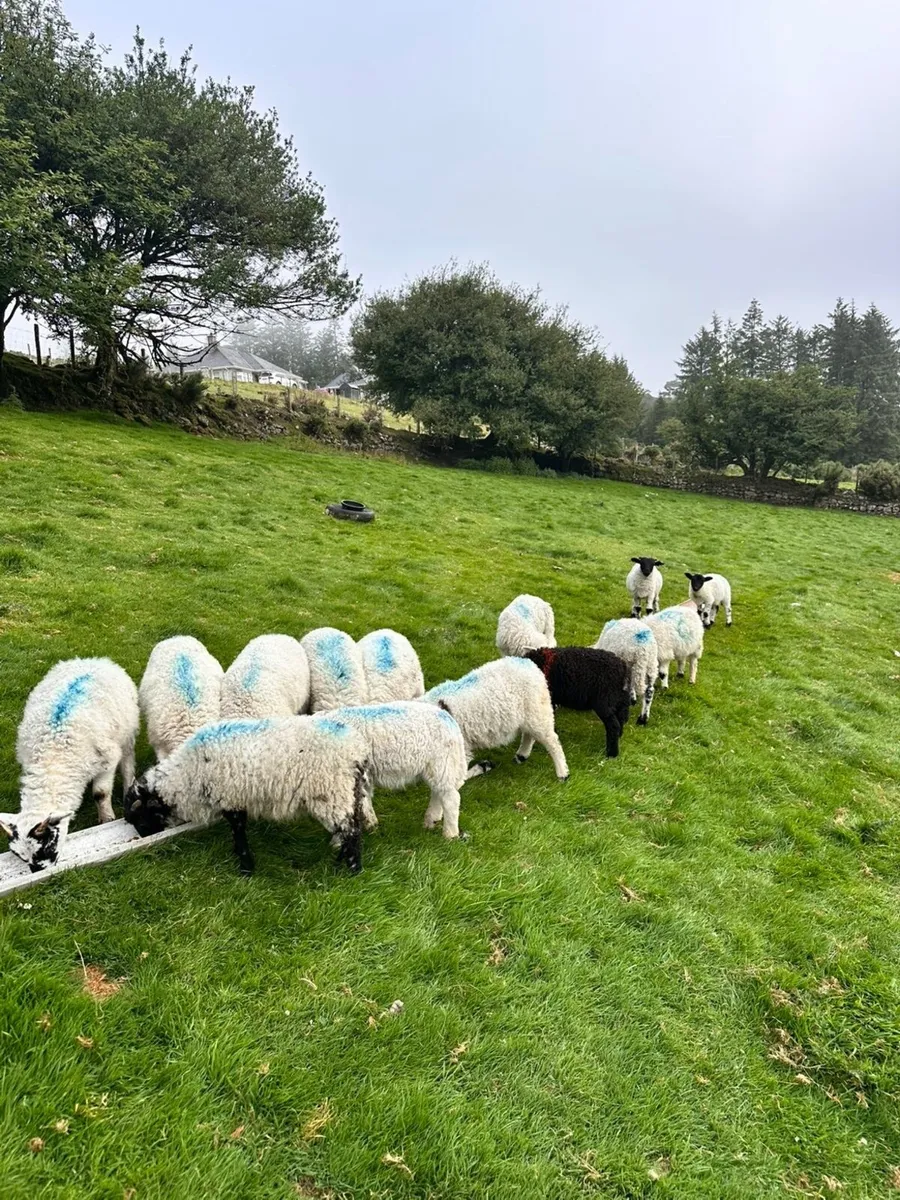 Pet lambs - Image 1