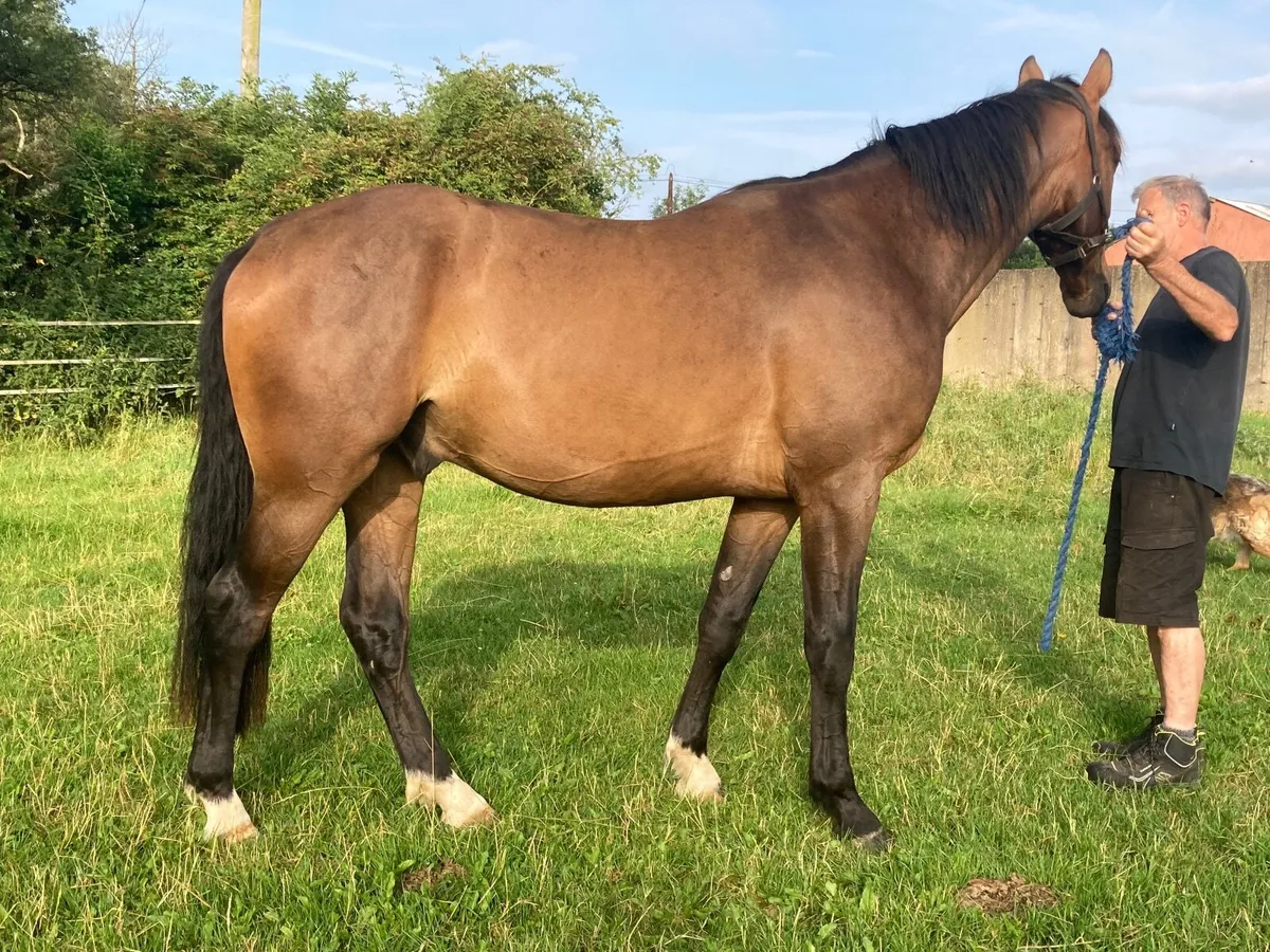 3 y.o. Gelding - Image 2