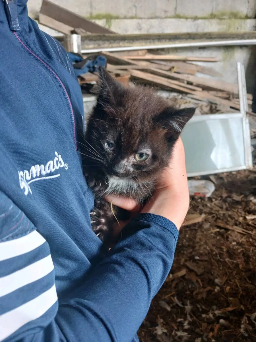 Kittens Free to a Good Home - Image 2