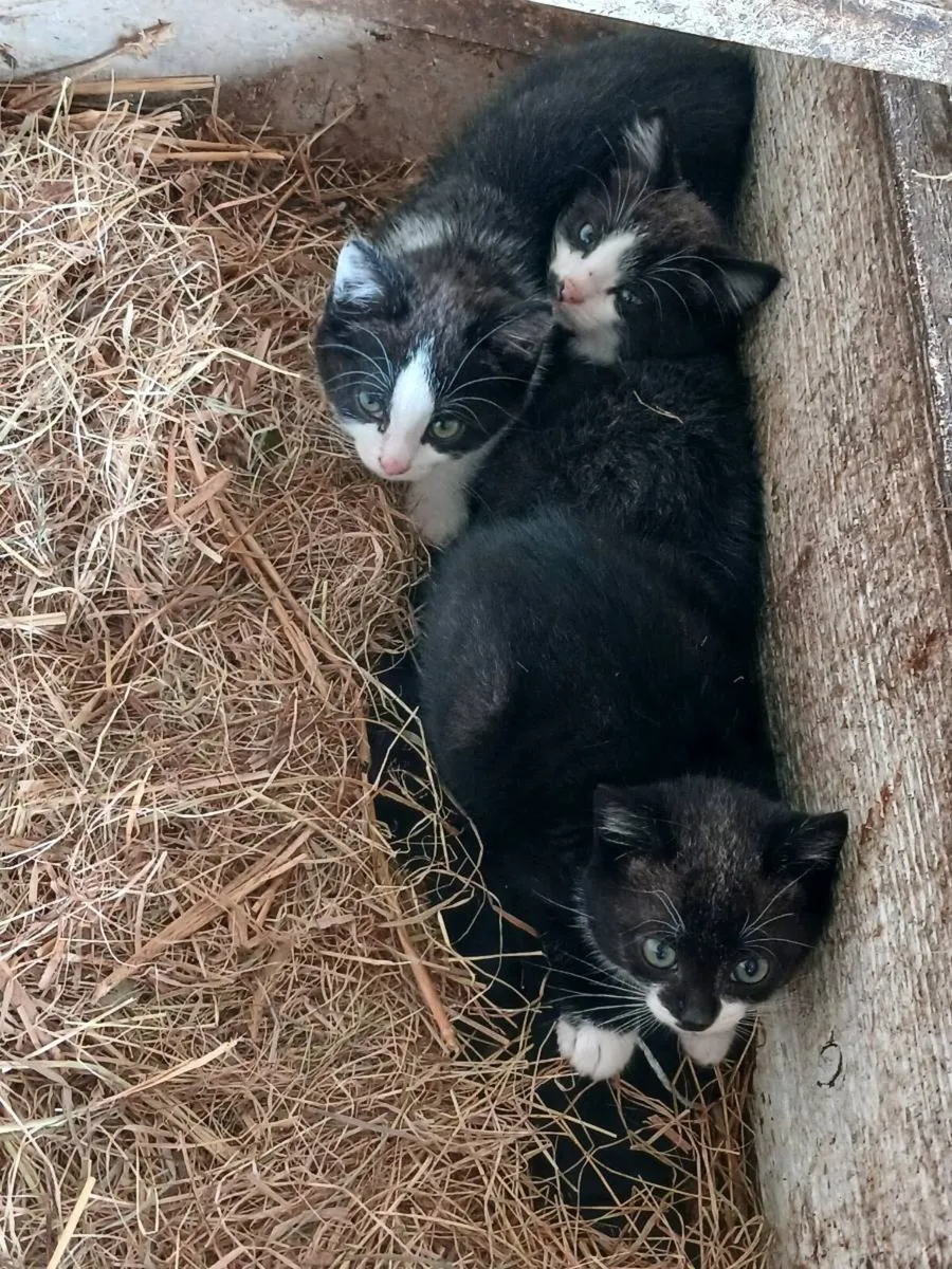 Kittens Free to a Good Home - Image 3