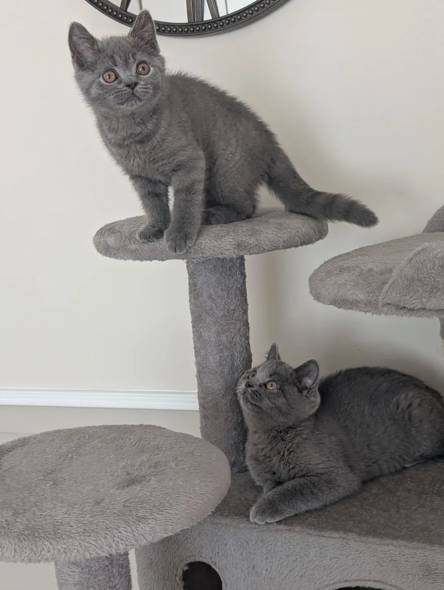 British shorthair kittens - Image 4