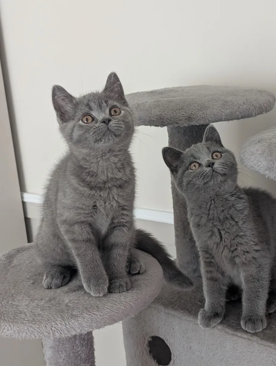 British shorthair kittens - Image 1