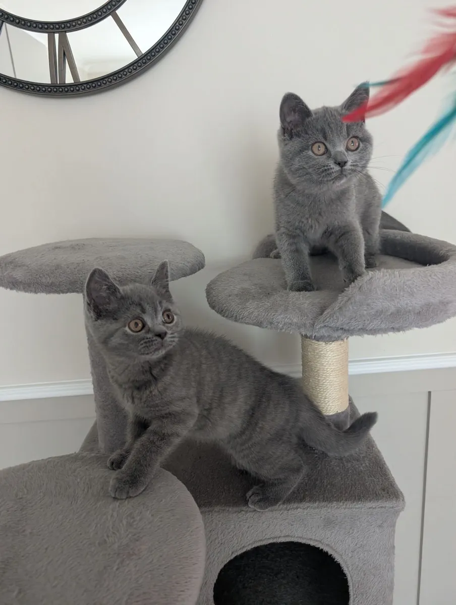 British shorthair kittens - Image 2