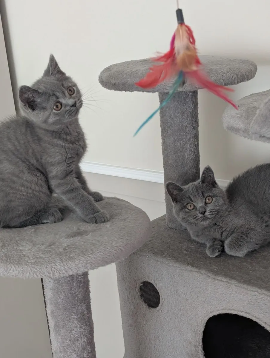 British shorthair kittens - Image 3