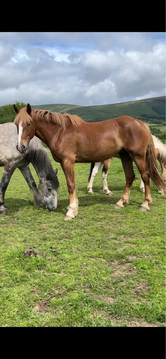 Selection of cob draught connemra 3 and 4 year old - Image 1