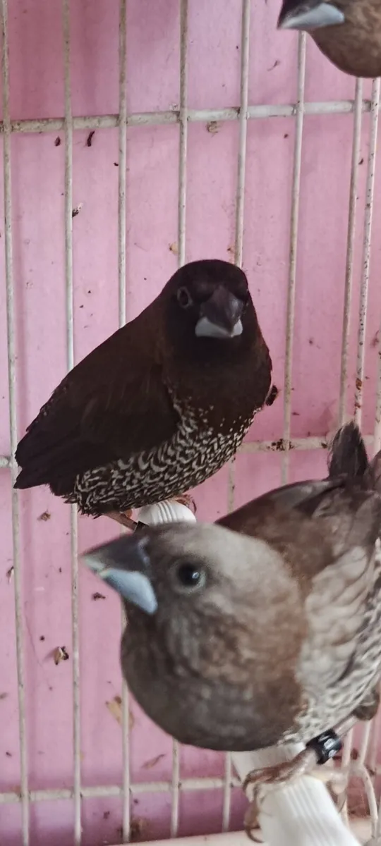 7 speckeled bengalese finches - Image 1