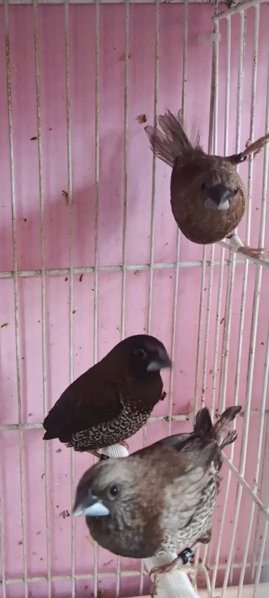 7 speckeled bengalese finches - Image 2