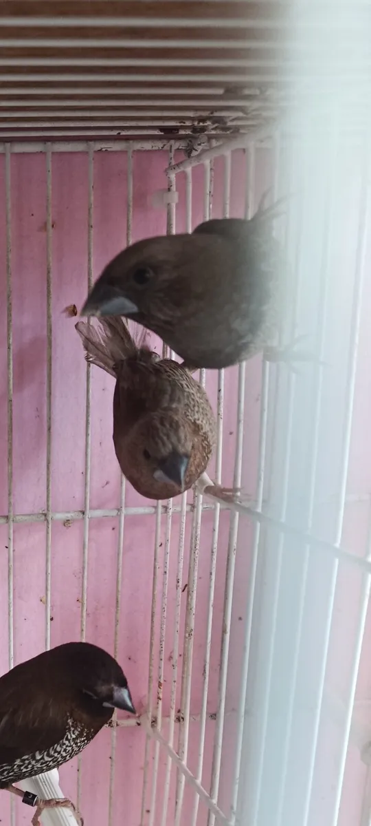 7 speckeled bengalese finches - Image 3